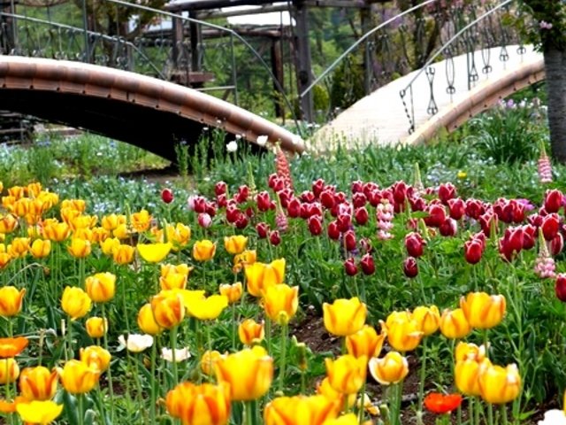 🌸 시라카와 플라워 월드(白河フラワーワールド) 이미지 1